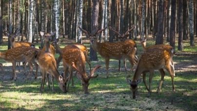 У вольєрі Баранівського лісгоспу утримують 36 дорослих оленів