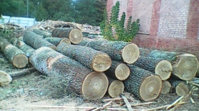 Майже на 180 тисяч гривень лісокрадії нарізали дубів