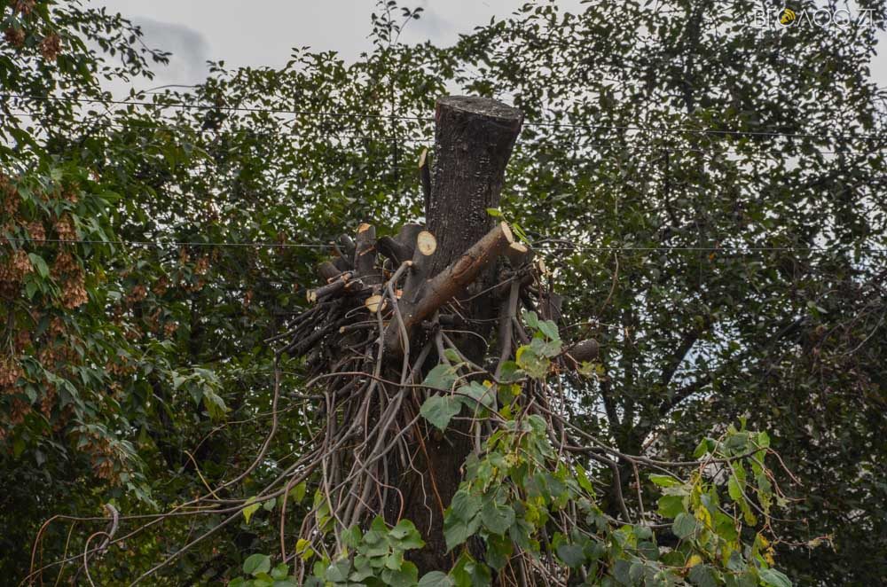 dereva-gogolivska-11-yz-17