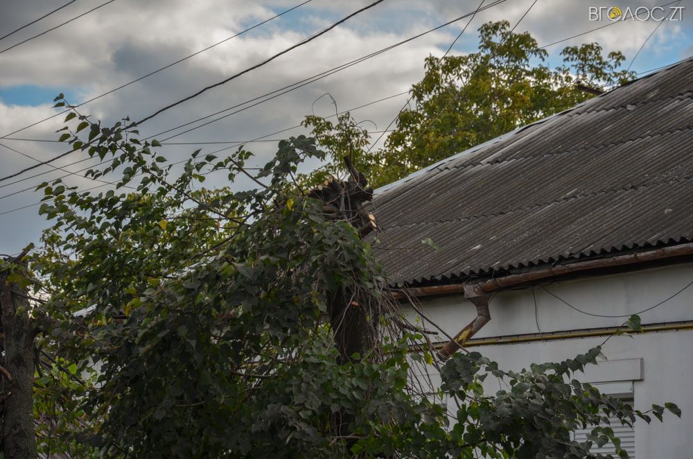 dereva-gogolivska-12-yz-17