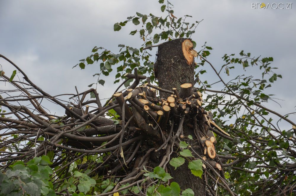 dereva-gogolivska-13-yz-17