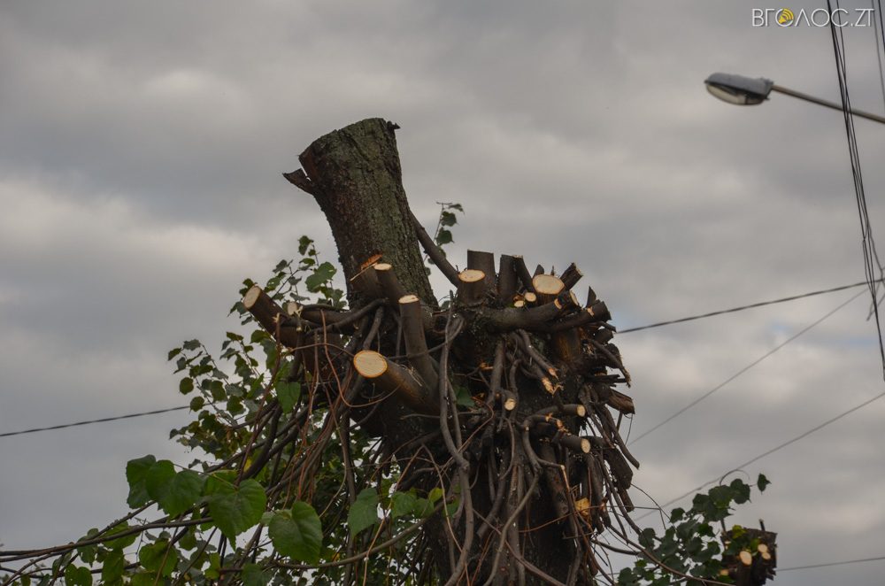 dereva-gogolivska-2-yz-17