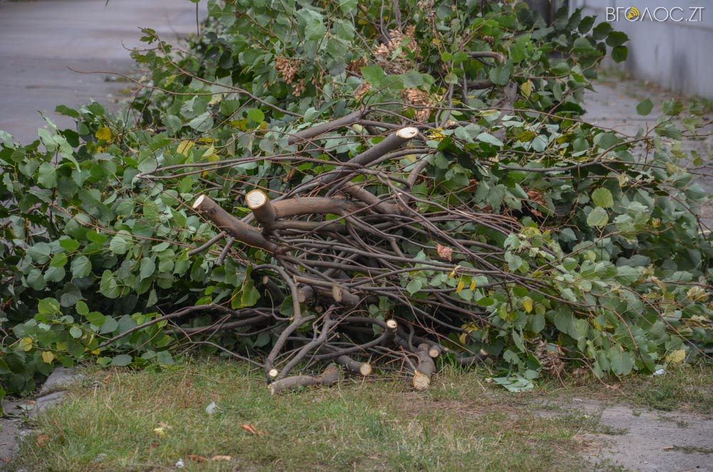 dereva-gogolivska-3-yz-17