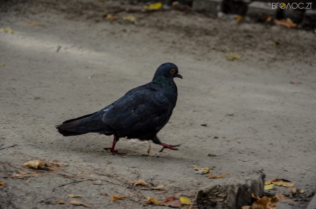 myhajlyvska-rekonstruktsiya-21