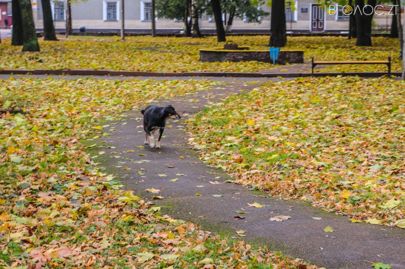 ovruch-ochyma-shulgy-11-yz-51