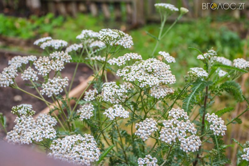 ovruch-ochyma-shulgy-37-yz-51