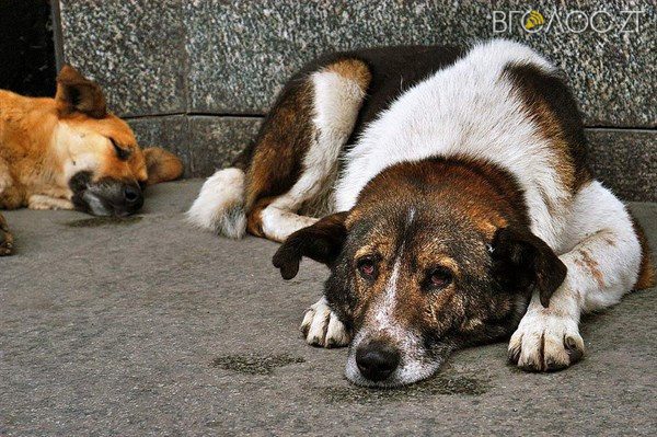 440 безпритульних собак стерилізували протягом місяця у Житомирі