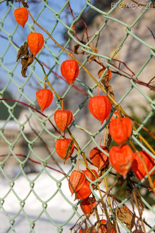 novgrad-pushkyna-zyma-24-yz-118