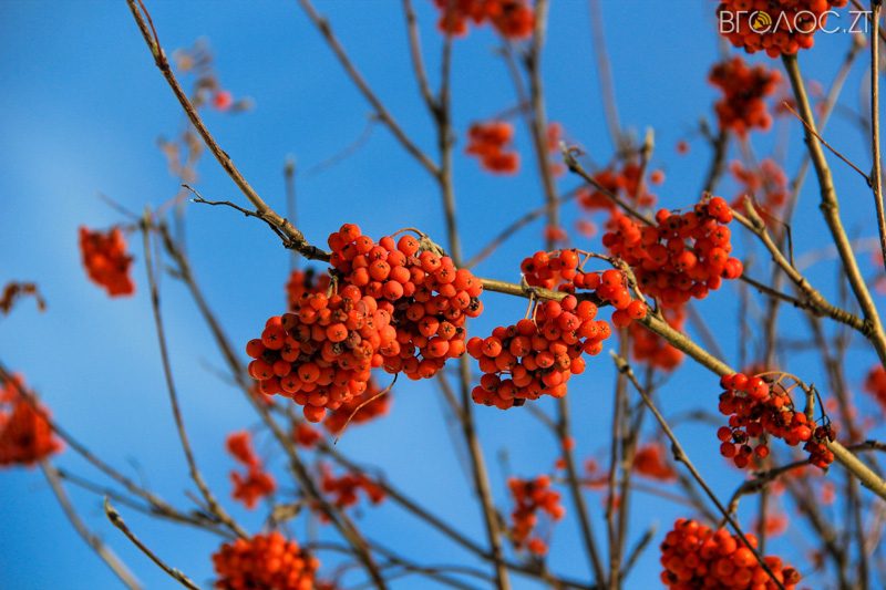 novgrad-pushkyna-zyma-26-yz-118