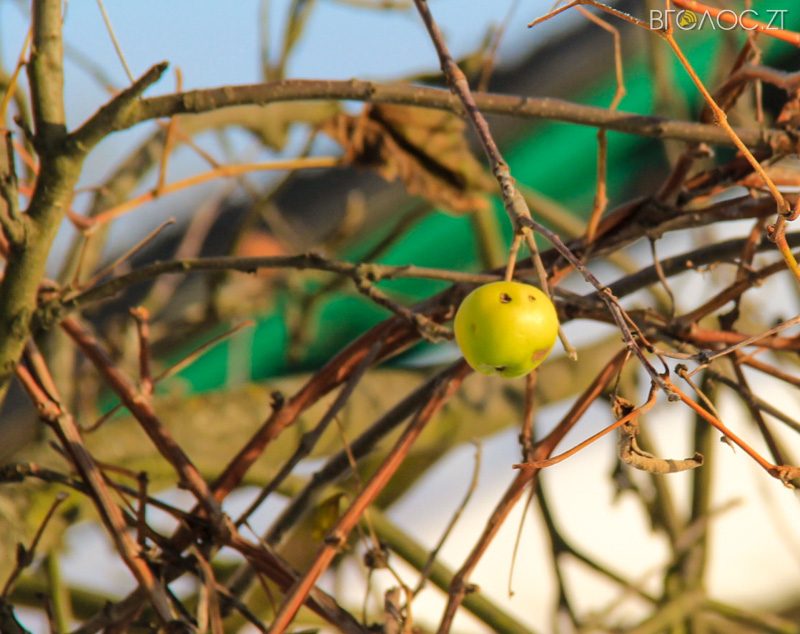 novgrad-pushkyna-zyma-27-yz-118