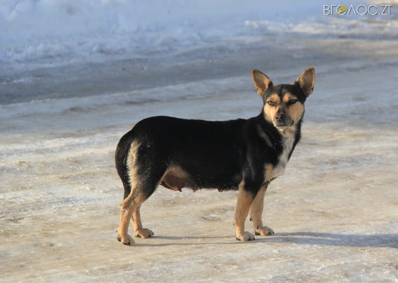 novgrad-pushkyna-zyma-29-yz-118