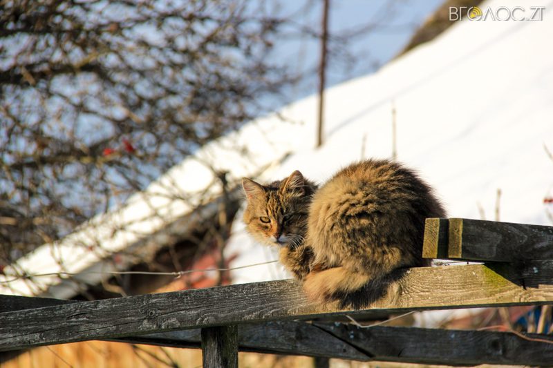 novgrad-pushkyna-zyma-30-yz-118