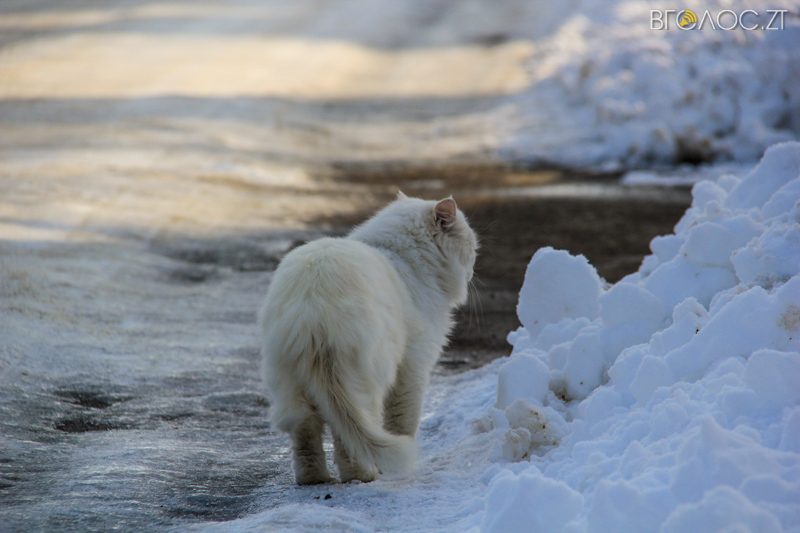 novgrad-pushkyna-zyma-32-yz-118