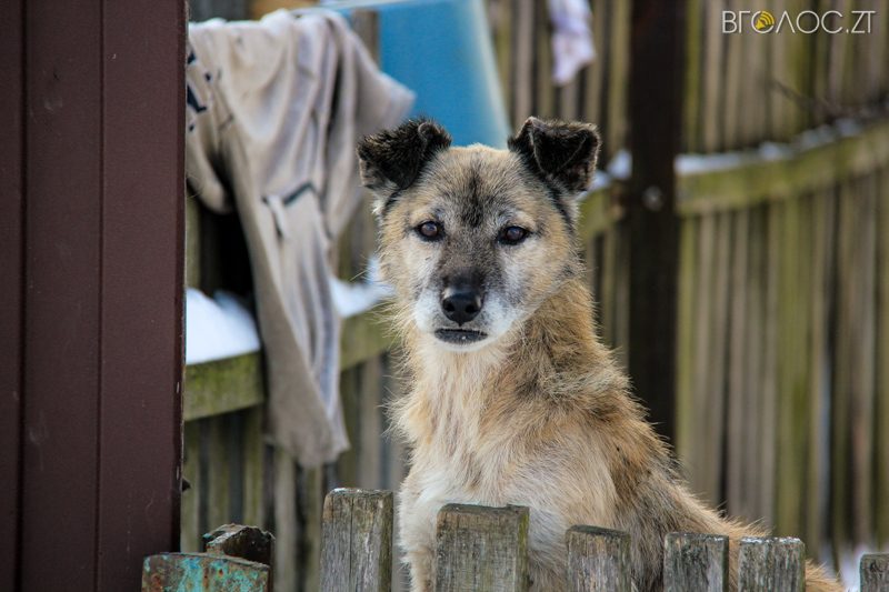 novgrad-pushkyna-zyma-33-yz-118