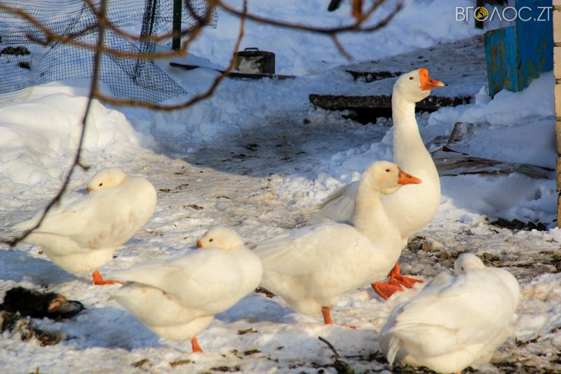 novgrad-pushkyna-zyma-38-yz-118