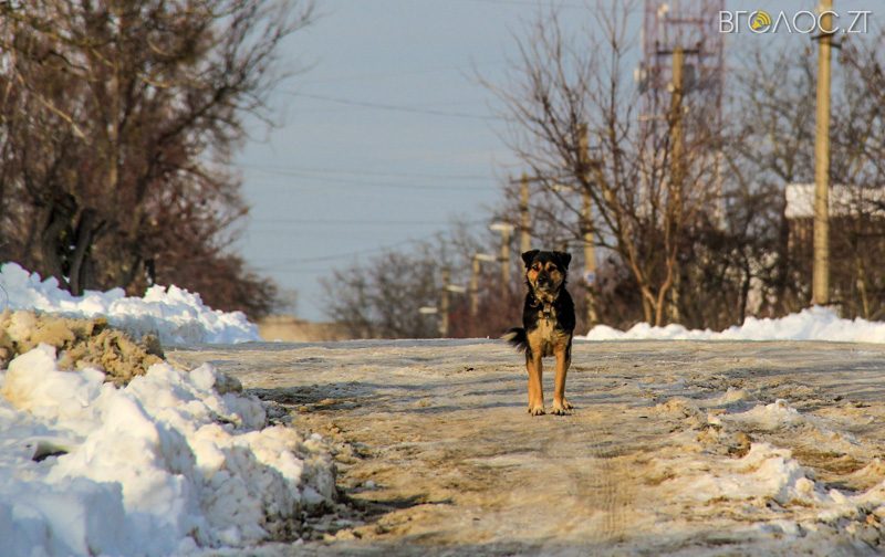 novgrad-pushkyna-zyma-43-yz-118