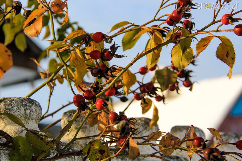 novgrad-pushkyna-zyma-44-yz-118