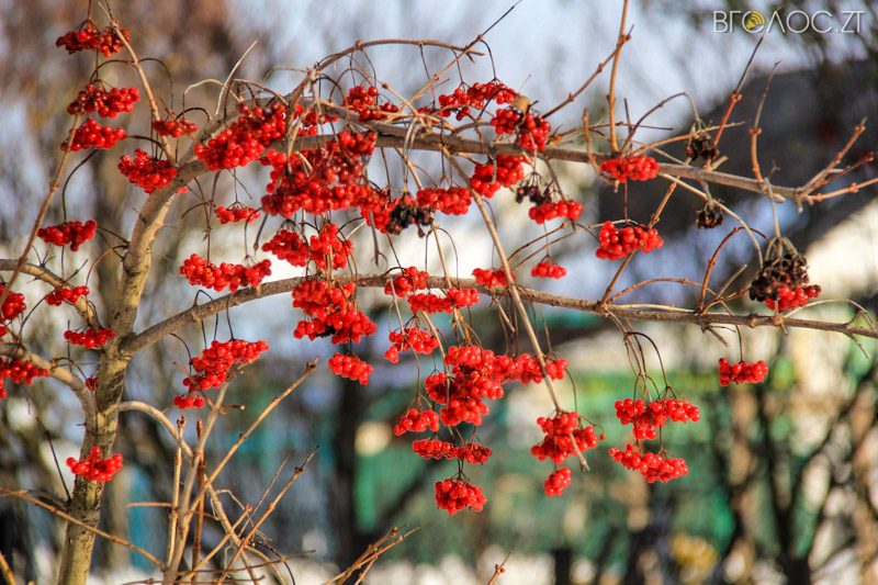 novgrad-pushkyna-zyma-45-yz-118