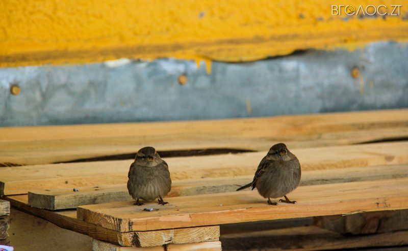 novgrad-pushkyna-zyma-52-yz-118