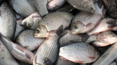 Стало відомо, де на Житомирщині не можна ловити рибу (ПЕРЕЛІК)