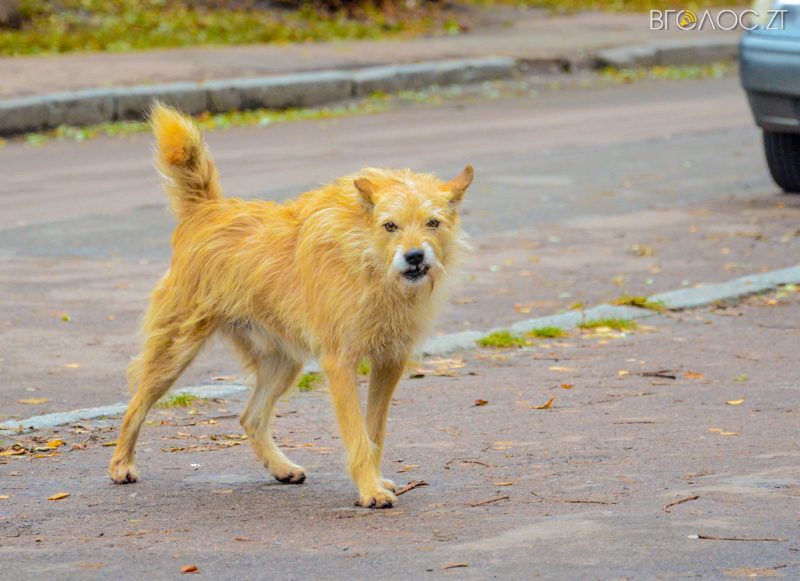 vul-stepana-bendery-12-yz-55