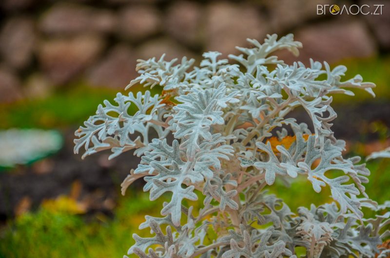 vul-stepana-bendery-42-yz-55