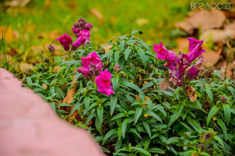 vul-stepana-bendery-43-yz-55