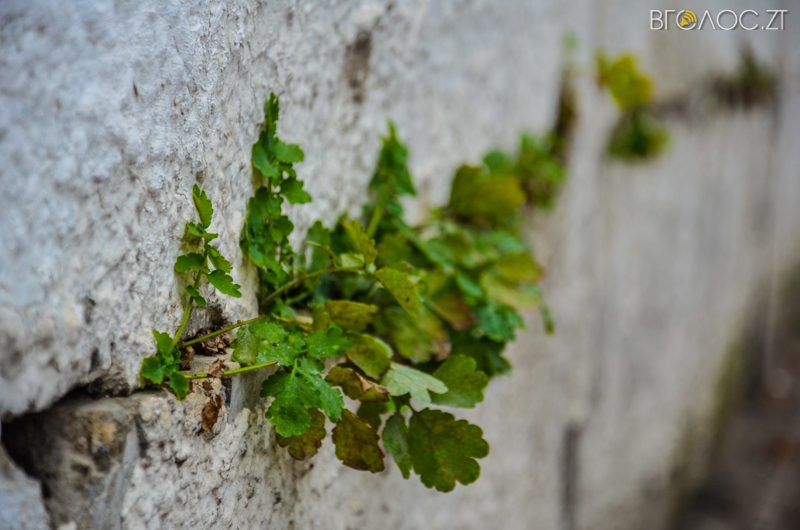 vulytsya-dombrovskogo-17-yz-85