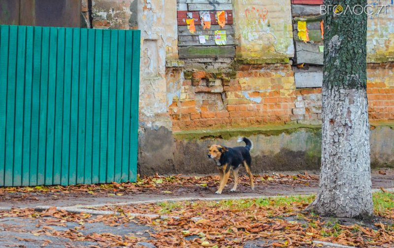 vulytsya-dombrovskogo-28-yz-85