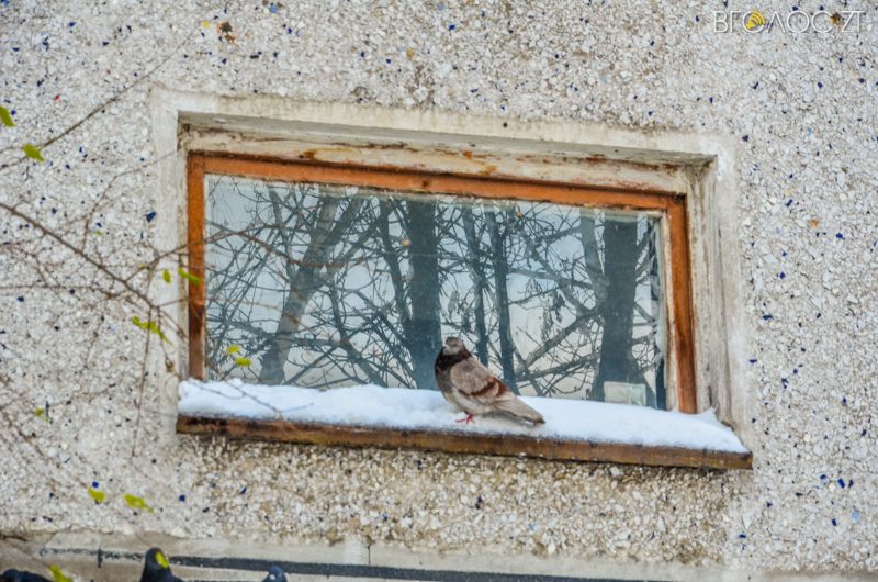 zyma-zhytomyr-12-yz-208