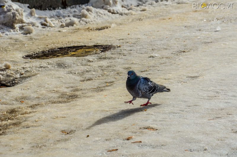 zyma-zhytomyr-146-yz-208