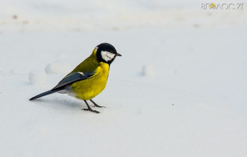 zyma-zhytomyr-18-yz-208