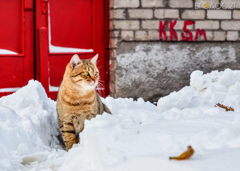 zyma-zhytomyr-181-yz-208