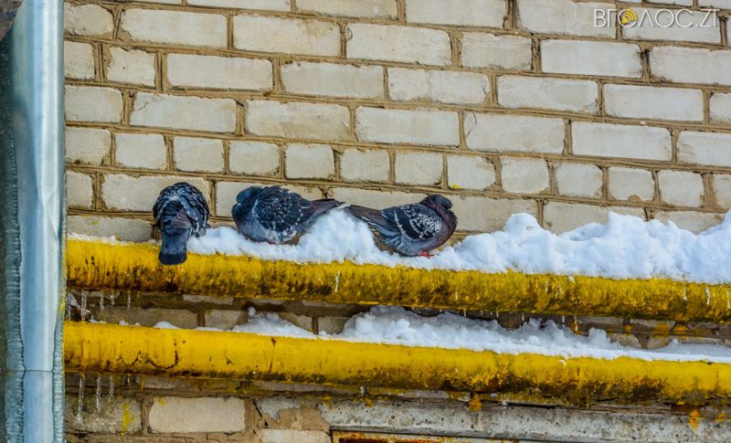 zyma-zhytomyr-4-yz-208