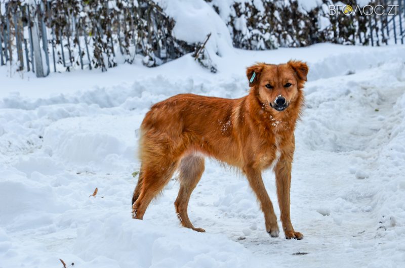 zyma-zhytomyr-85-yz-208