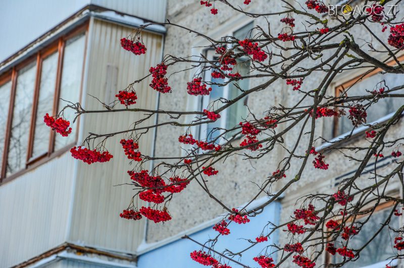 zyma-zhytomyr-9-yz-208