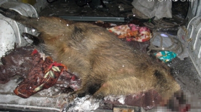 Вінницький браконьєр застрелив двох диких свиней у Романівському районі