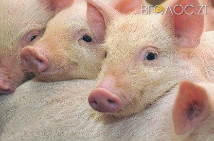 У господарствах п’яти районів узагалі відсутнє поголів’я свиней
