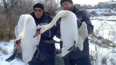Пару лебедів, яка примерзла до криги на річці у Радомишлі, доглядатиме місцевий житель