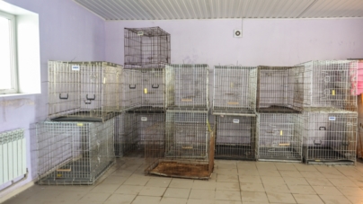 Житомирський центр захисту тварин відловлюватиме собак у Малині