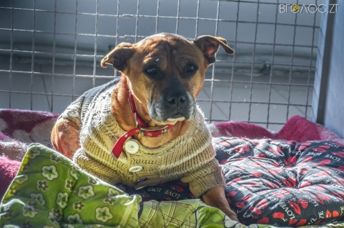 Центр захисту тварин: завдяки чіпуванню ідентифікували 402 безпритульні собаки у Житомирі