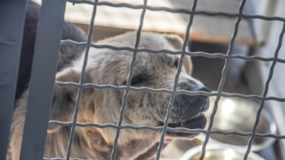 Понад 40 собак простерелізували у Новограді-Волинському з початку року