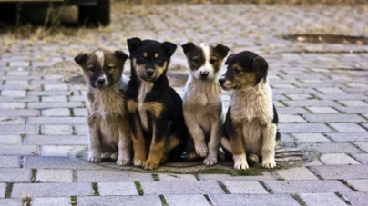 У Житомирі для безпритульних собак може з’явитися фотостудія, кінологічний центр та ветклініка