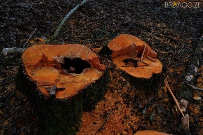 Три злочини за один день виявили лісівники в області
