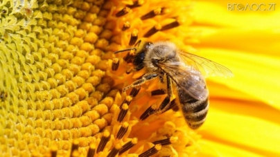 Продукцію бджільництва Житомирщина реалізовує сусіднім областям