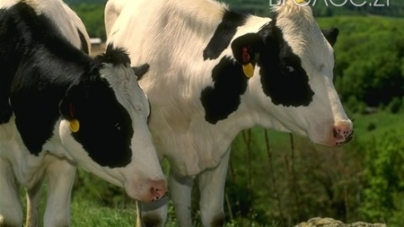 ﻿Майже 9 тисяч великої рогатої худоби щепили від сказу в Новоград-Волинському районі