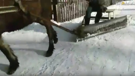 У Ємільчиному сніг на тротуарах прибирає кінь (ВІДЕО)