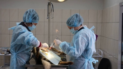 У Житомирі почали стерилізувати безпритульних собак