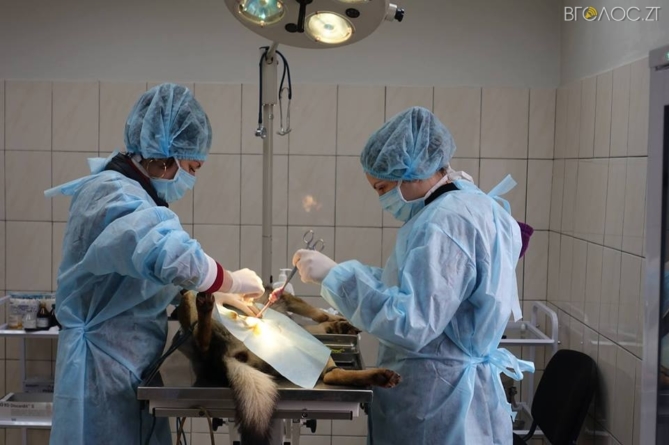 У Житомирі почали стерилізувати безпритульних собак
