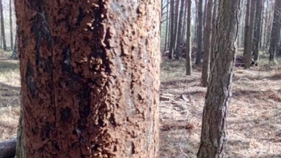 Ліси Полісся можуть зникнути через 10 років. Лісівники думають, як вирішити проблему